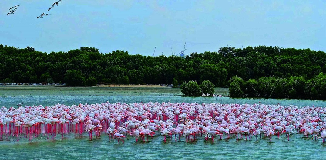 Ras Al Khor